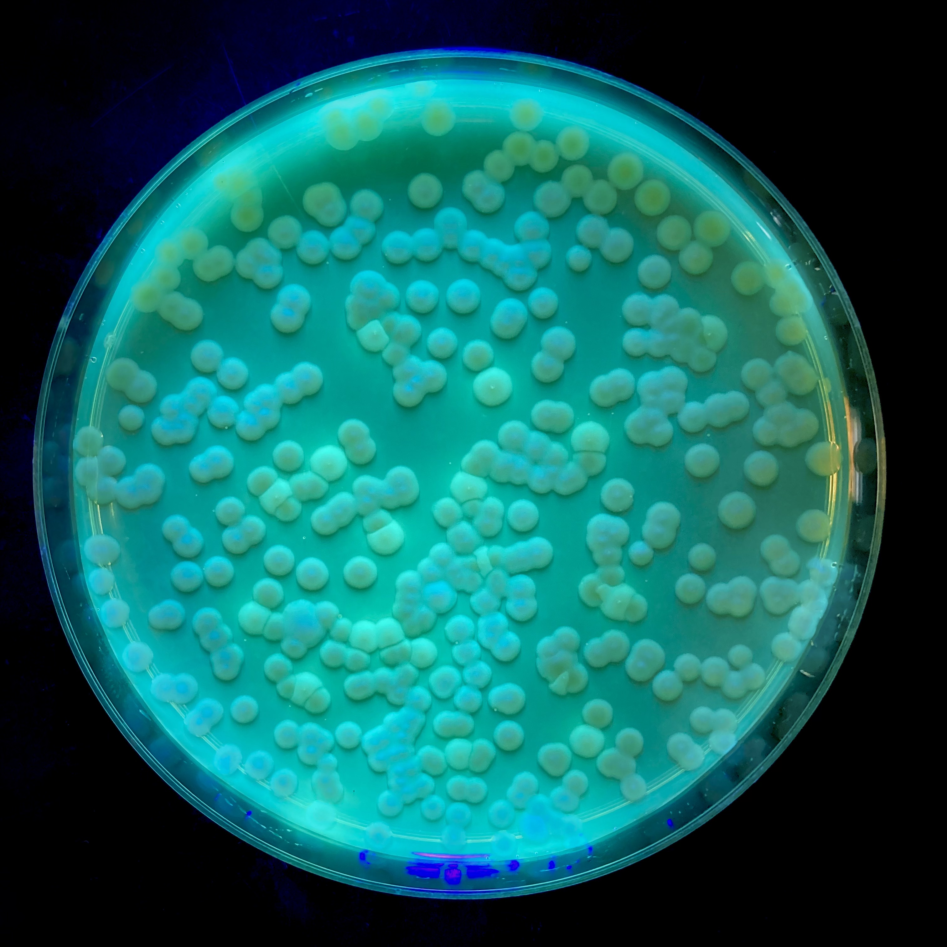 Pseudomonas